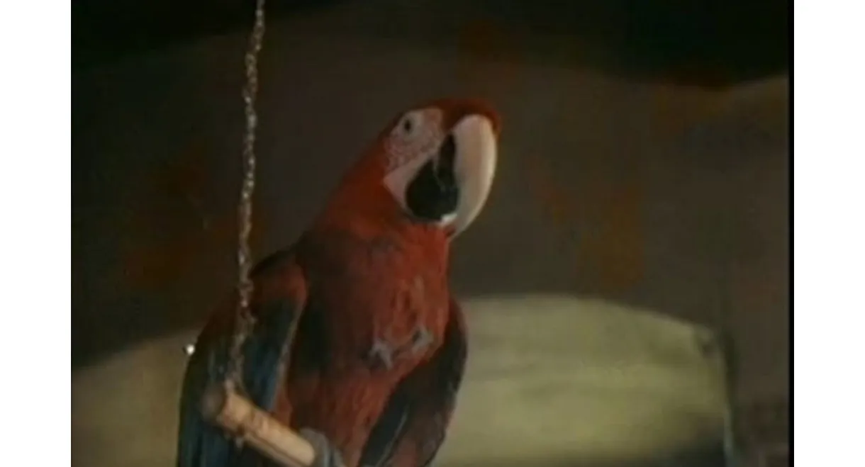 The Parrot Speaking Yiddish