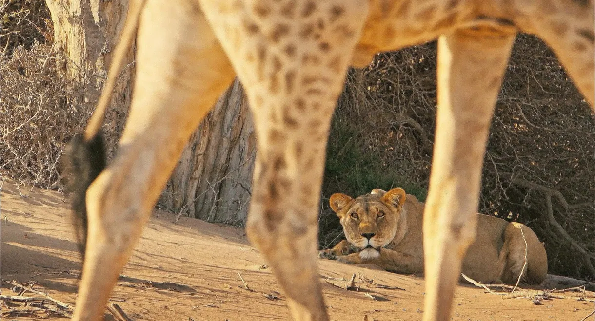 Lions of the Skeleton Coast