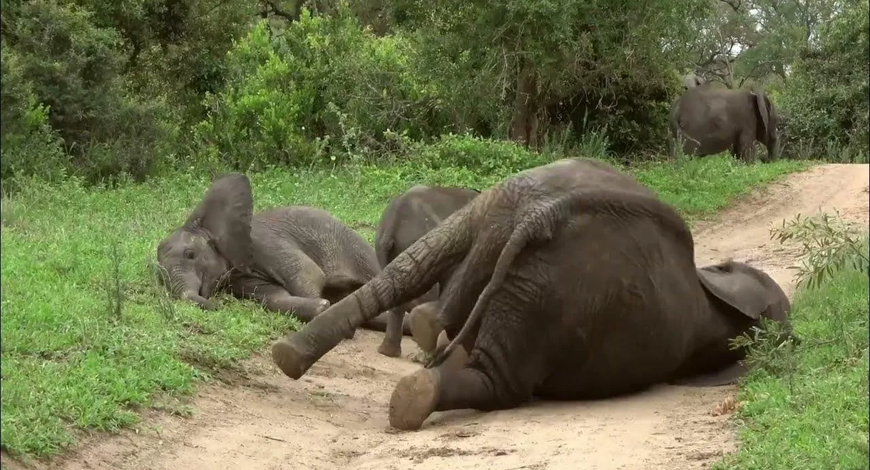 La défonce des animaux