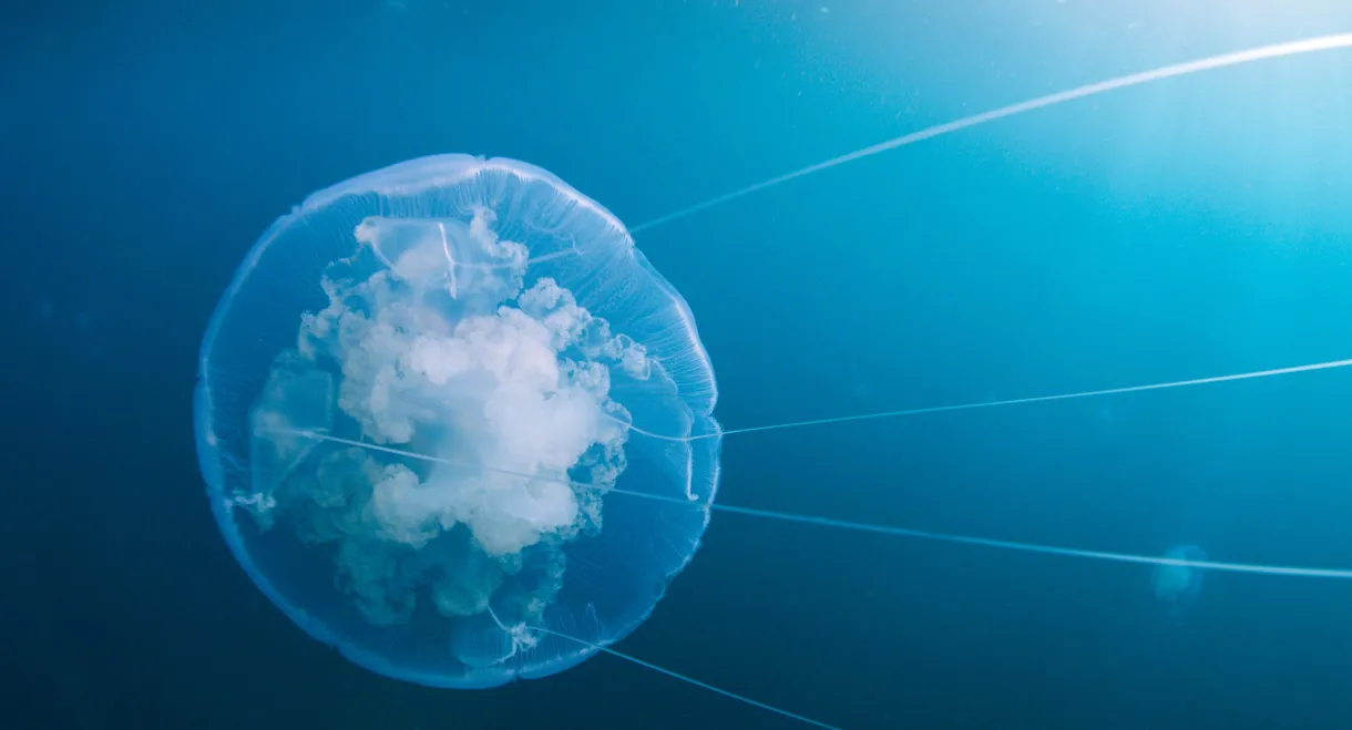 Voyage of Time: Life's Journey