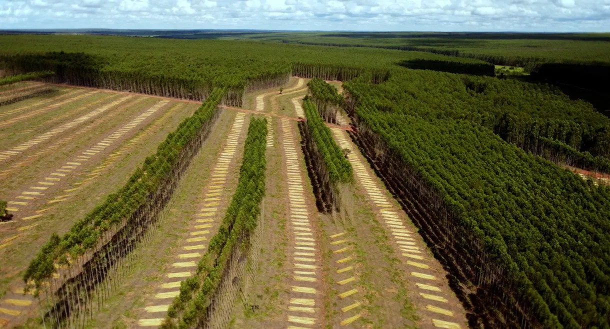 Planter à tout prix - Des arbres pour sauver la planète ?