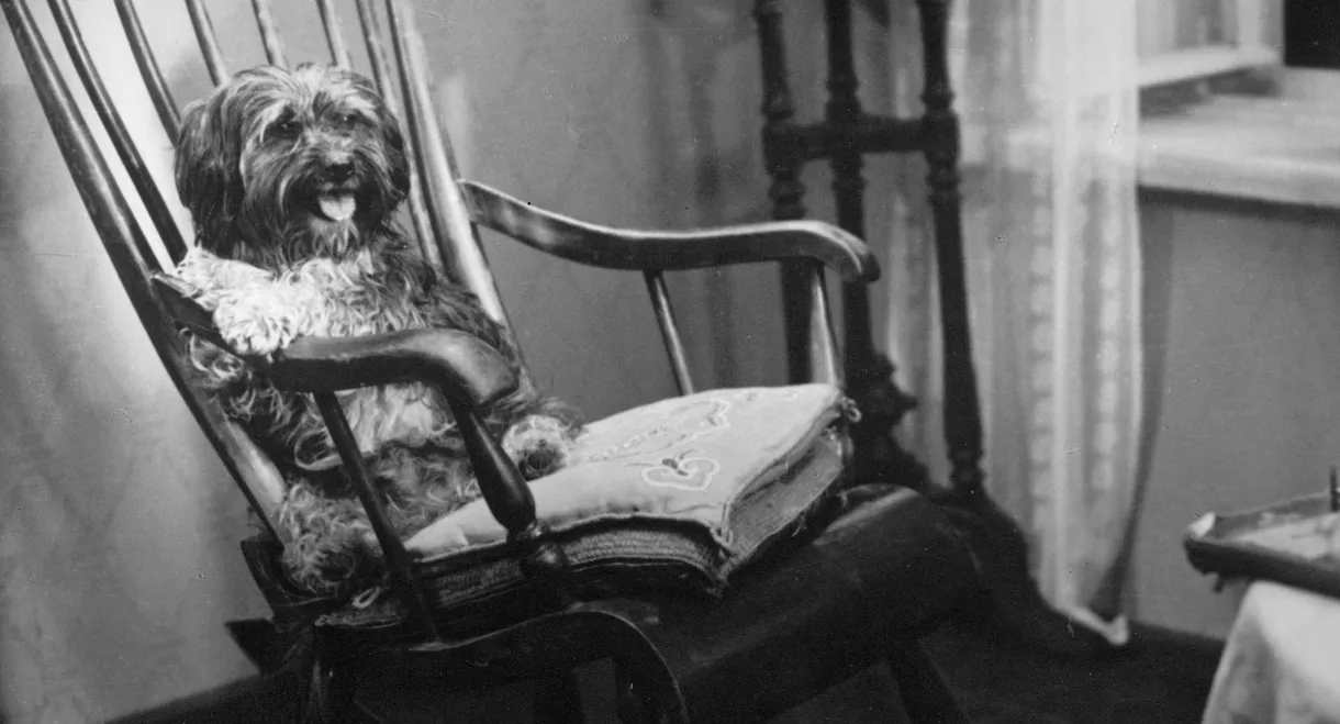 Barbos Visiting Bobik