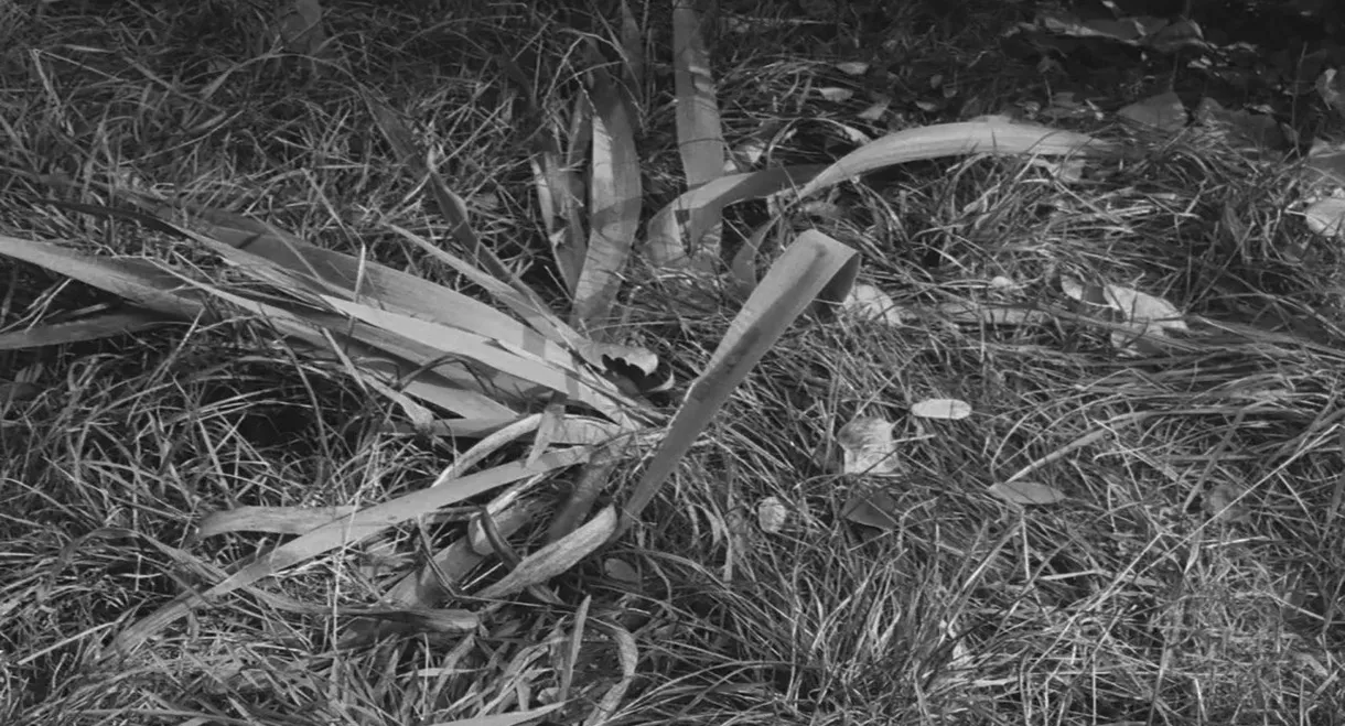 Our Dear Mr. Foerster Died