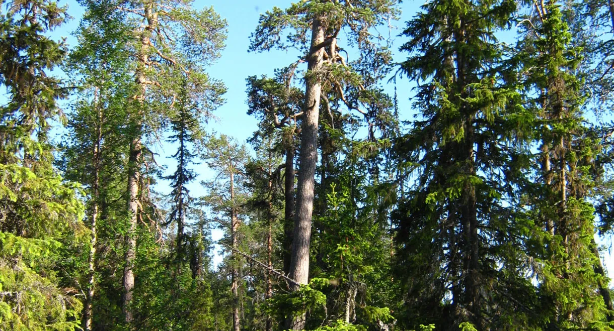 Skolstrejkaren Martins Tips På Halloween