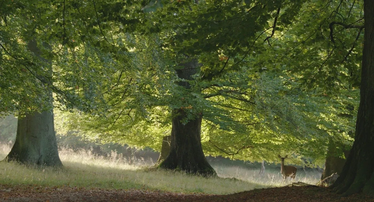 The Hidden Life of Trees