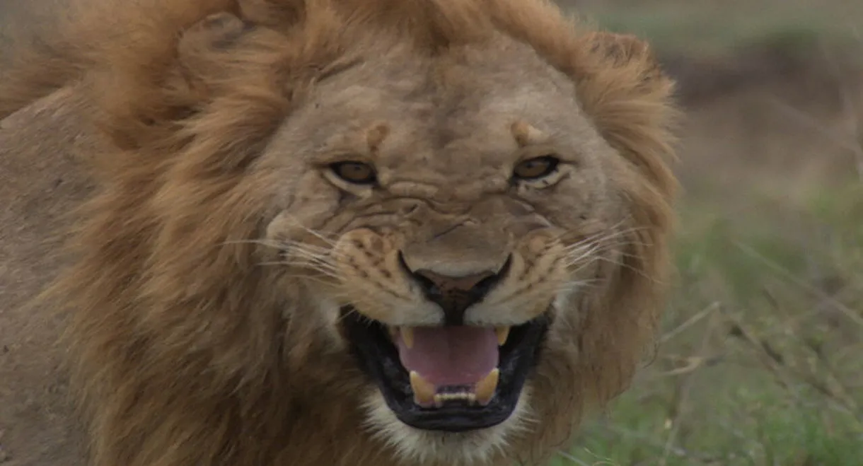 Darwin is here! new african legend