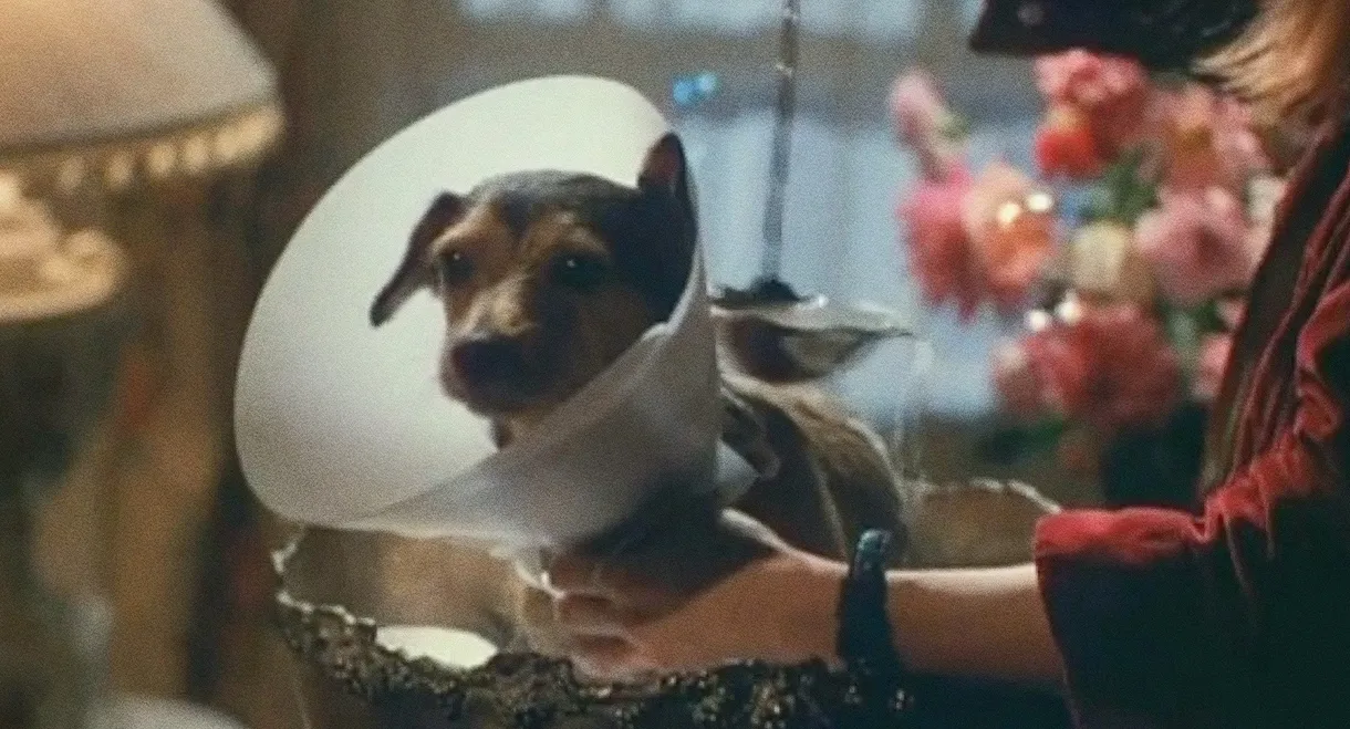 Every Dog Has Its Day