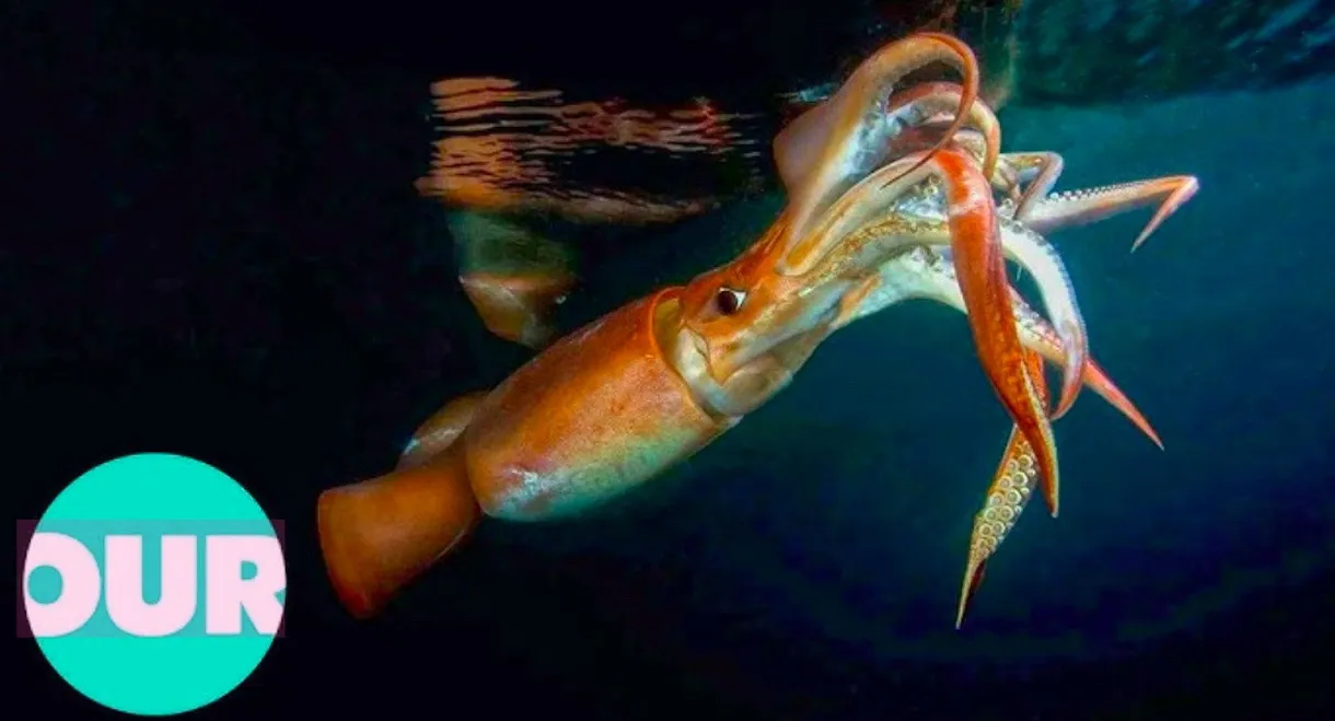 The Truth About Killer Squid