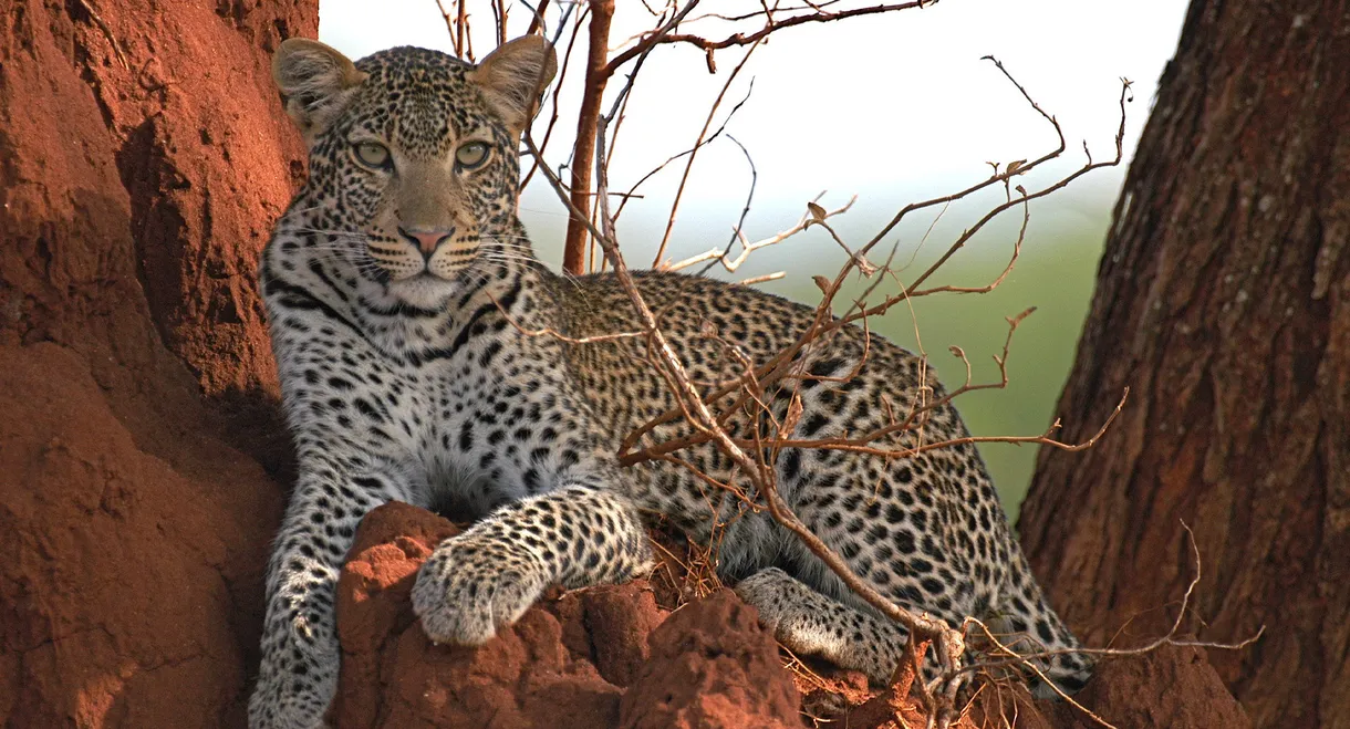 Surviving the Serengeti