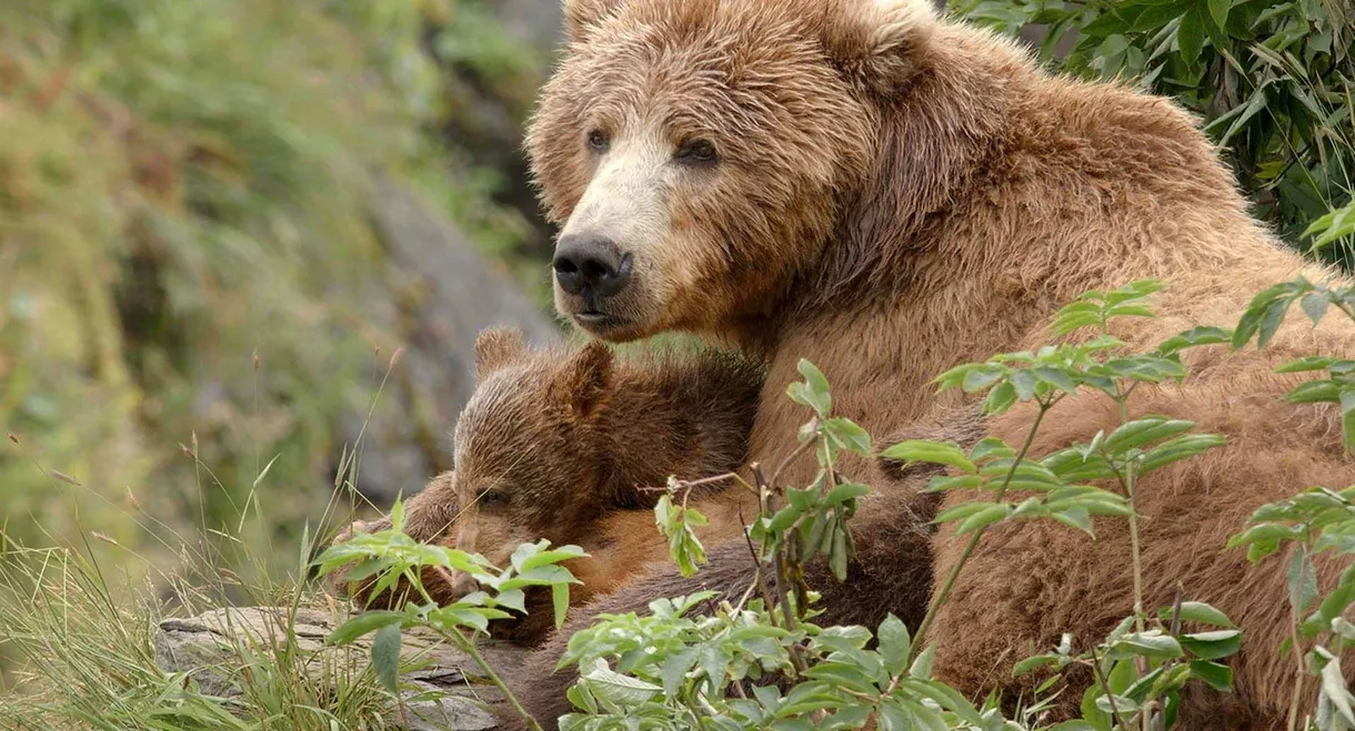 Alaska's Giant Bears