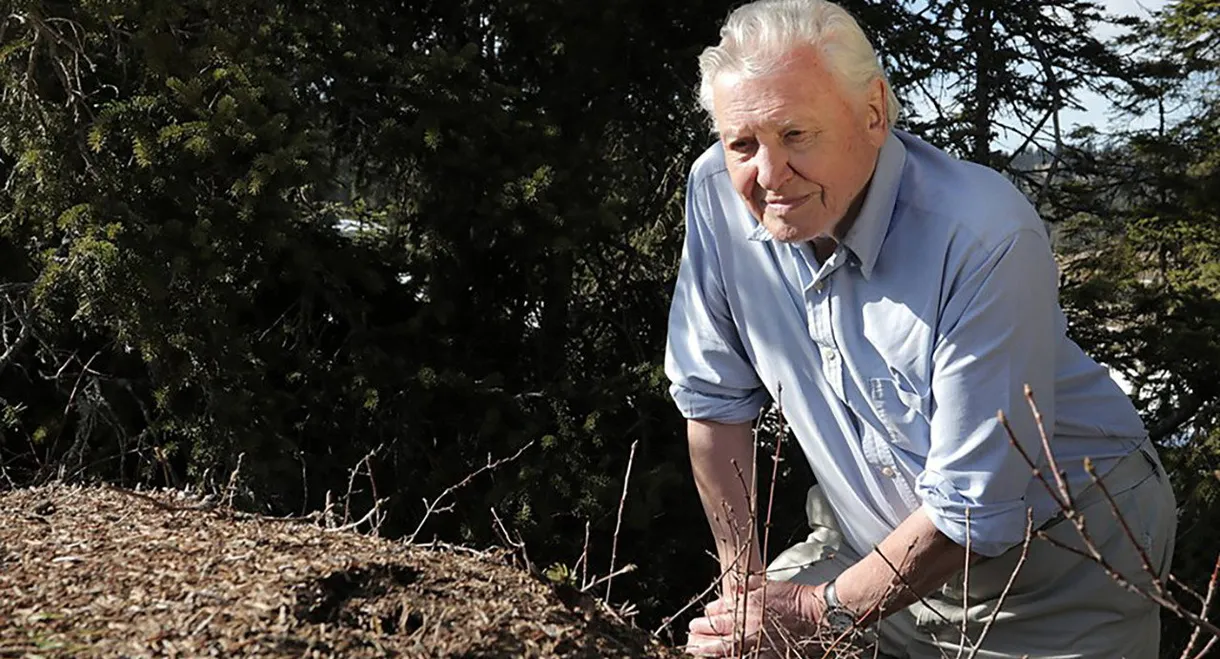 Attenborough and the Empire of the Ants