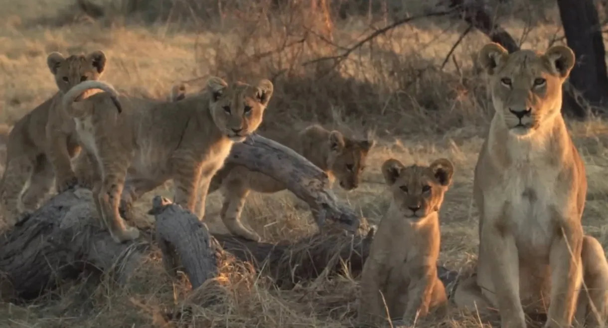 Lion Brothers: Cubs to Kings