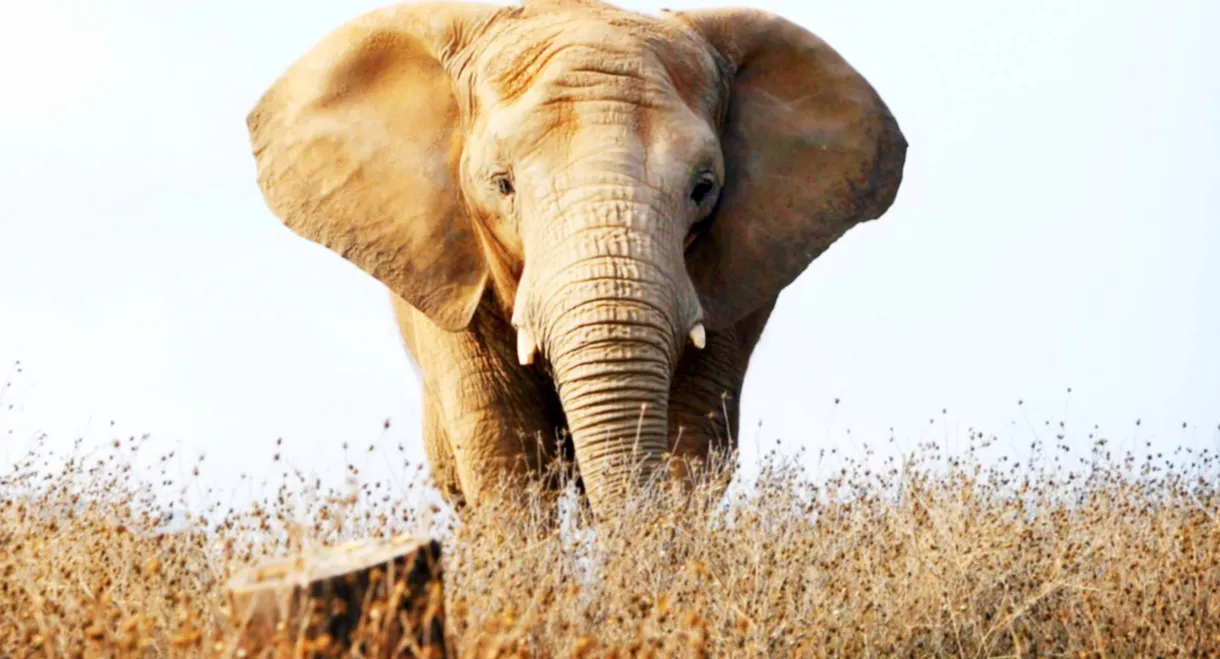 An Apology to Elephants