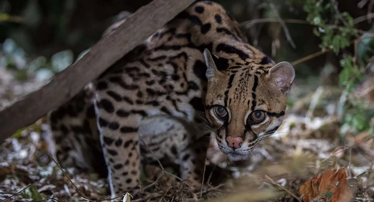 American Ocelot