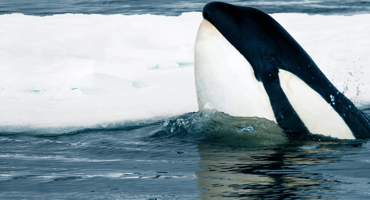 Expedition Killer Whale