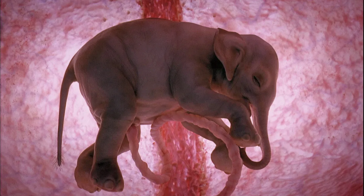 In The Womb: Animals