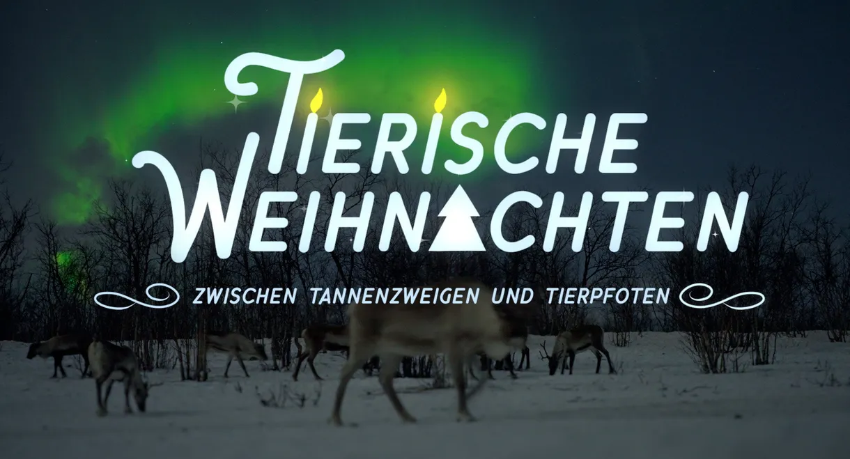 Tierische Weihnachten - Zwischen Tannenzweigen und Tierpfoten