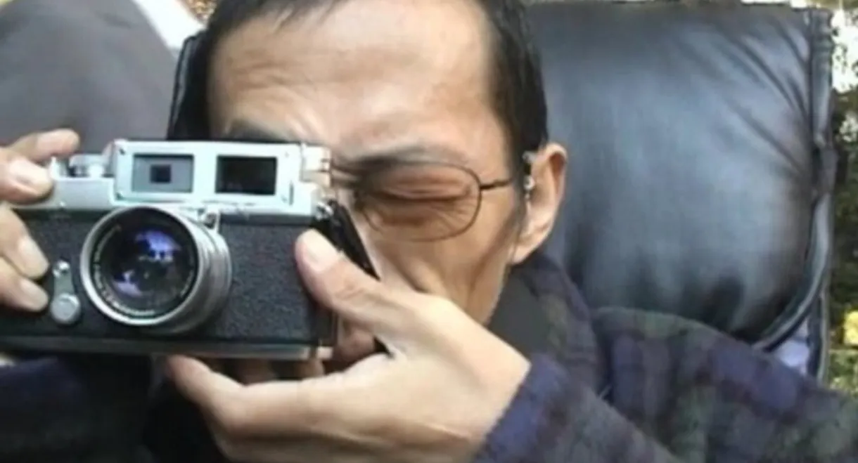 Letter from a Yellow Cherry Blossom