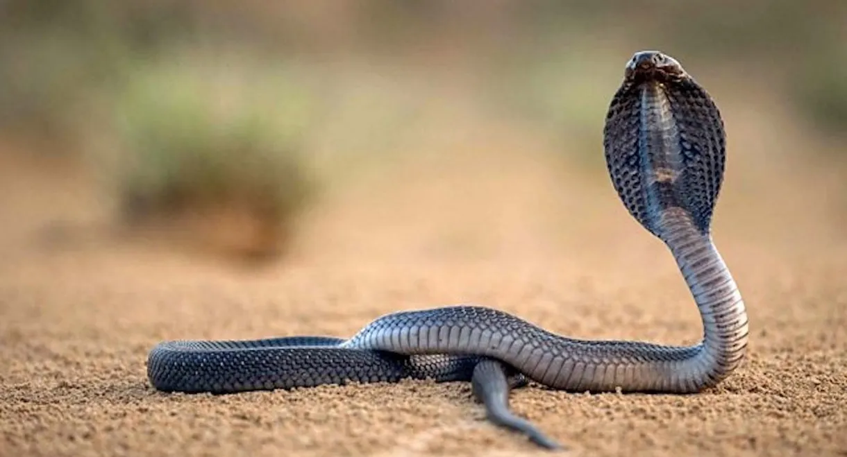 One Million Snake Bites