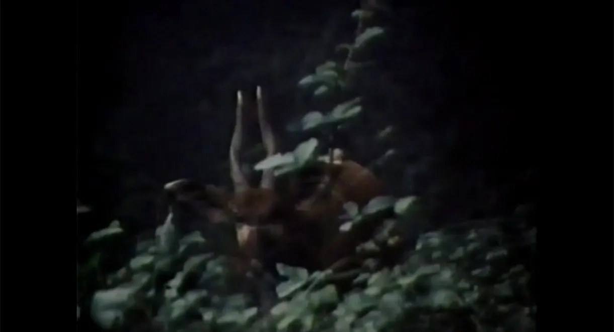 The Track of the African Bongo