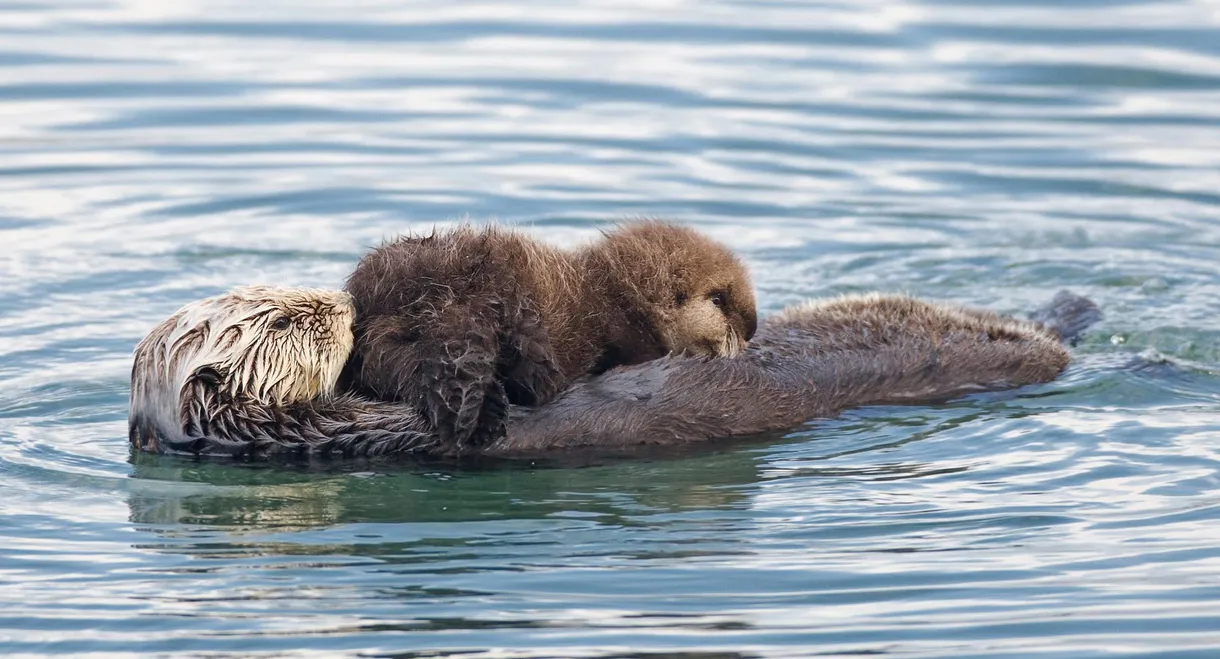 Threatened: The Controversial Struggle of the Southern Sea Otter