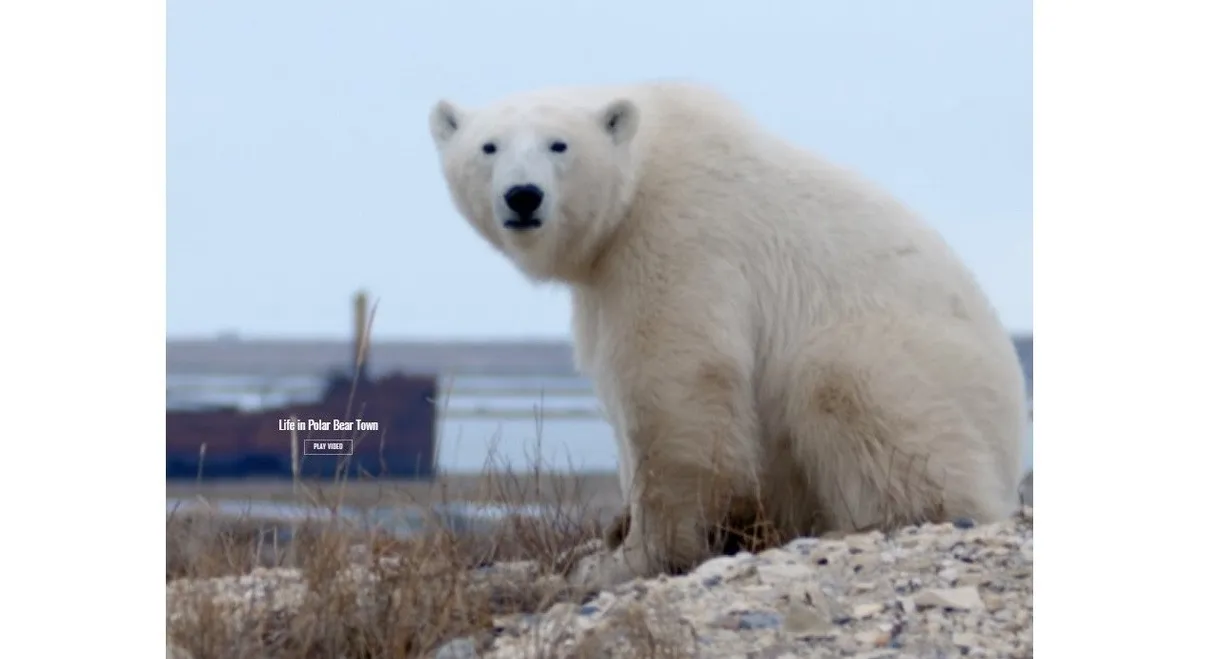 Life in Polar Bear Town with Gordon Buchanan