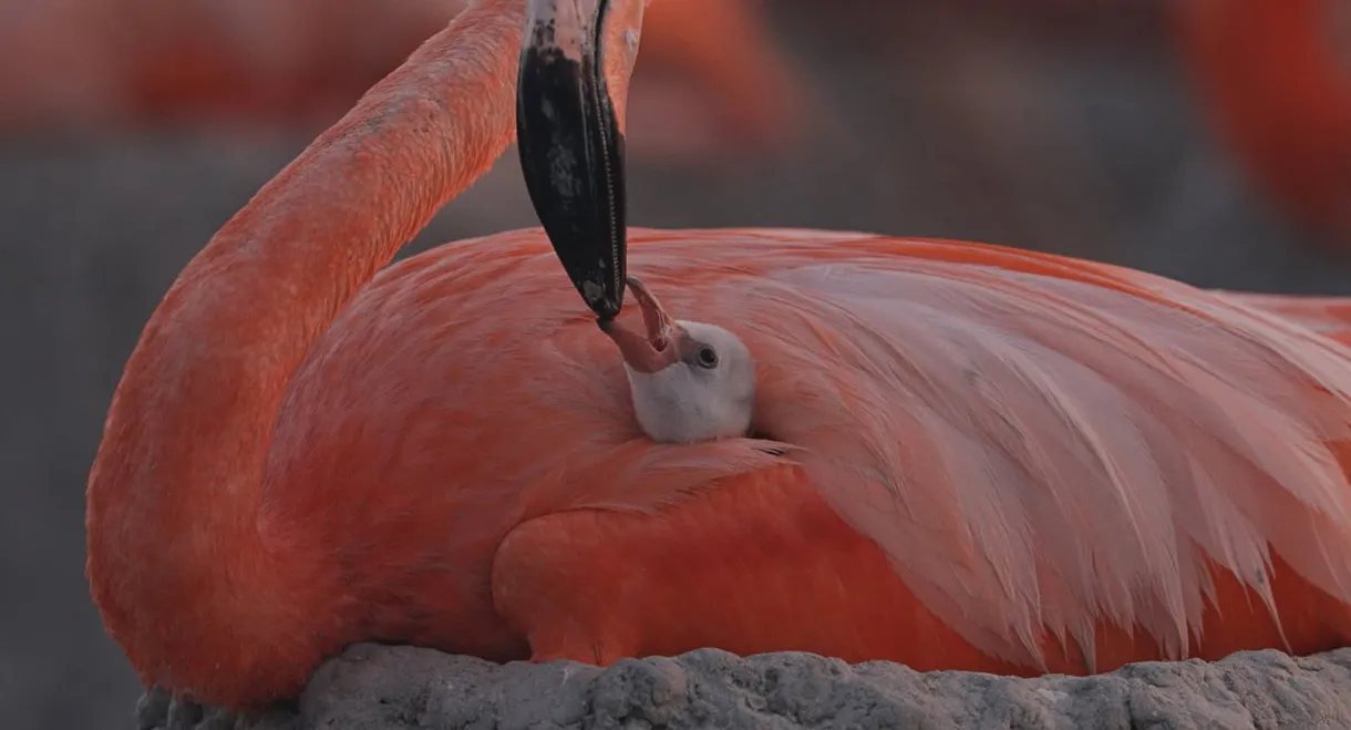 Flamingos: Life After the Meteorite