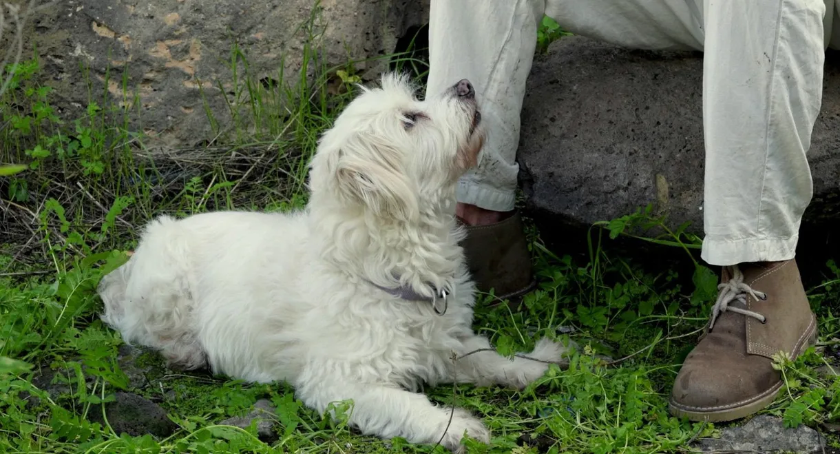 El grito de César del Bosque