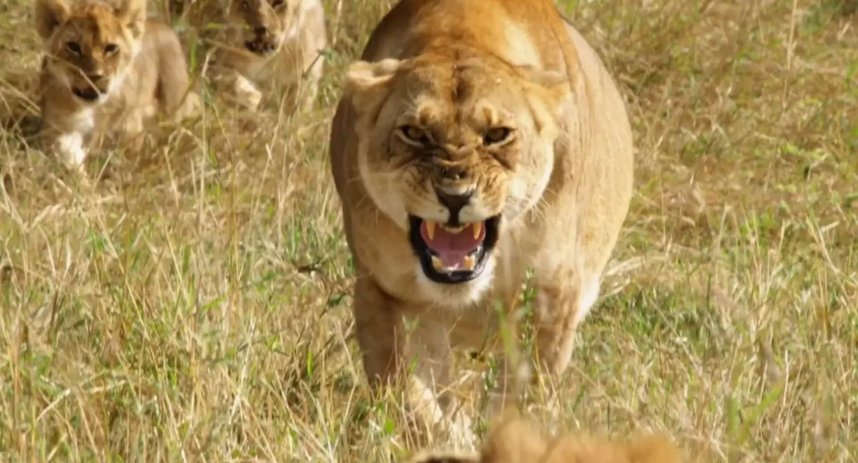 Lions: Africa's Super Power