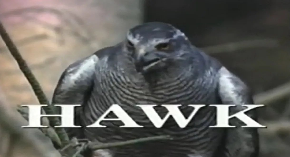Predators of the Wild: Hawk