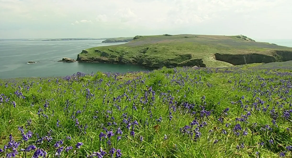 The Rabbits of Skomer