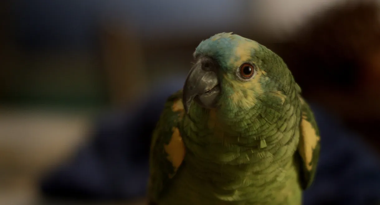 My Mother Is a Parrot