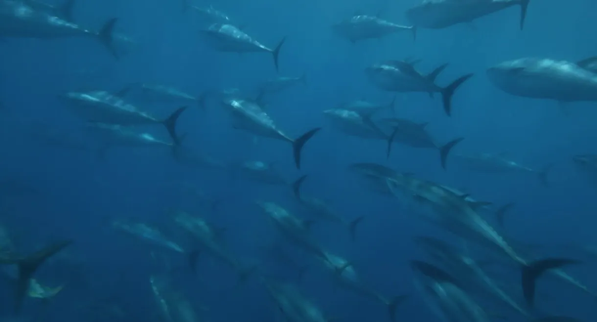 Superfish: Bluefin Tuna