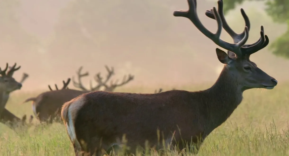 Richmond Park National Nature Reserve
