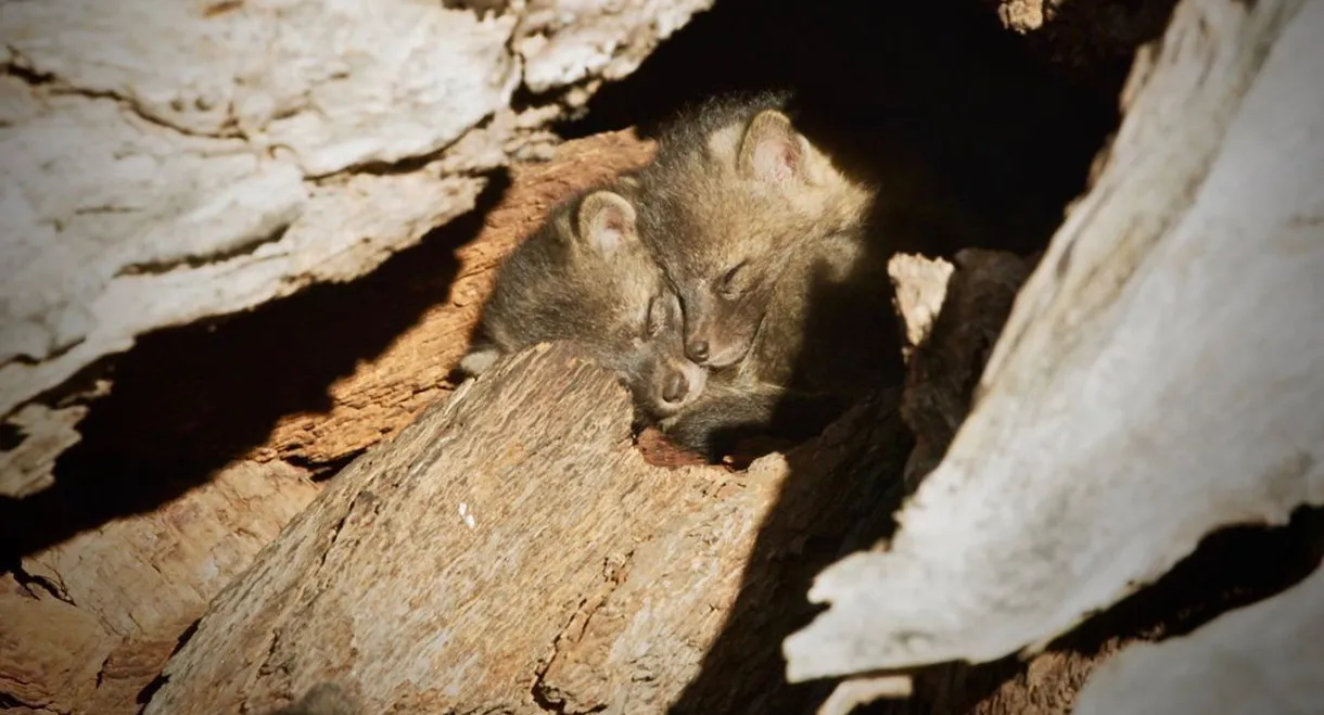 Back from the Brink: Saved from Extinction