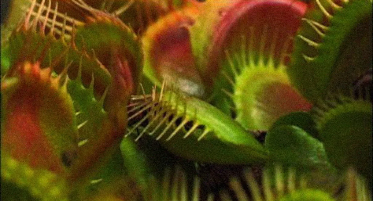 What Plants Talk About