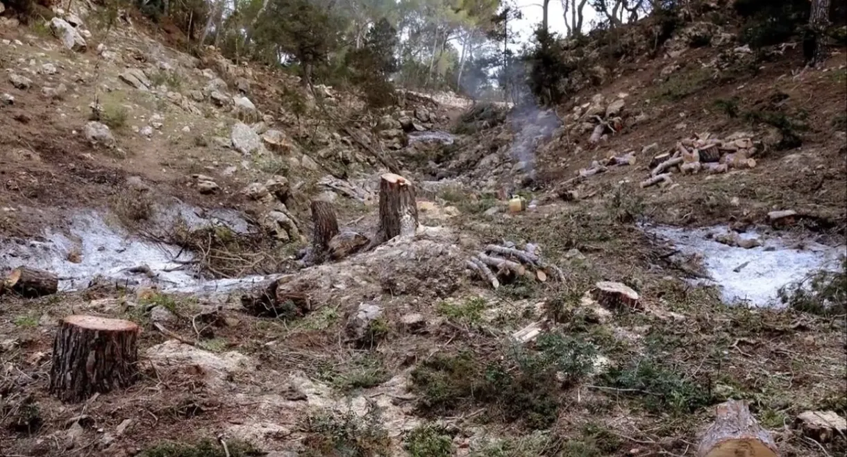 What Are You Up To, Barbet Schroeder?