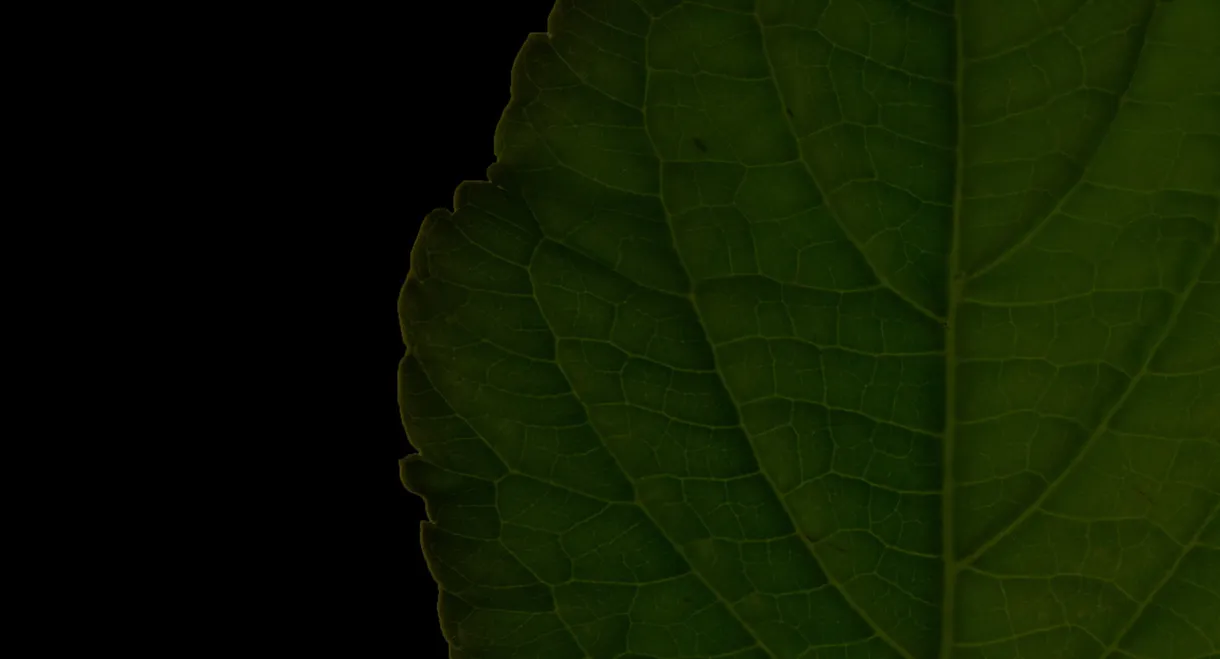 Salvia Divinorum: A Western Approach