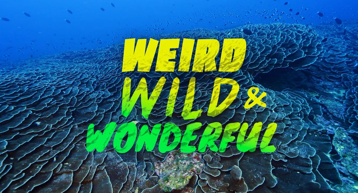 Weird, Wild, and Wonderful
