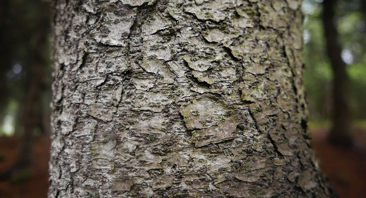 B'Twixt Mourn & Æterna - Canto VIII: It Existed, If Only For A Moment