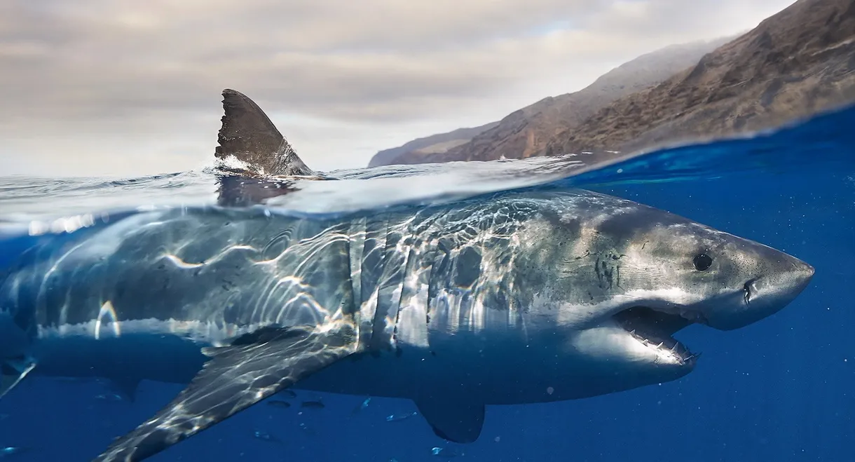 Les requins, maîtres des profondeurs