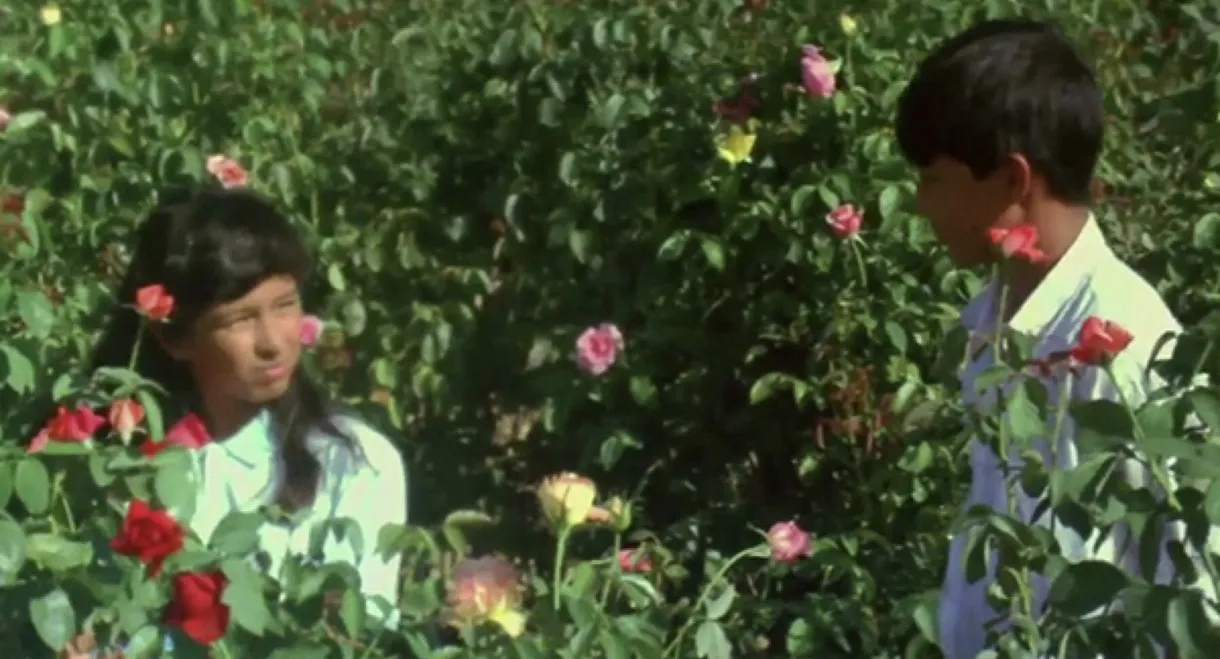 Butterfly and Flowers