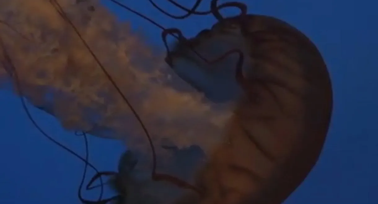 Whitechapel: The Brotherhood of the Blade