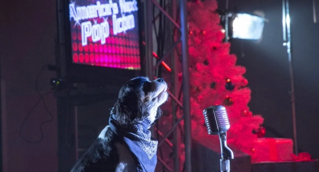 Pop Star Puppy
