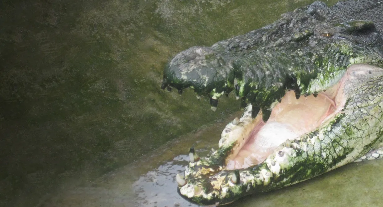 Man-Eating Super Croc