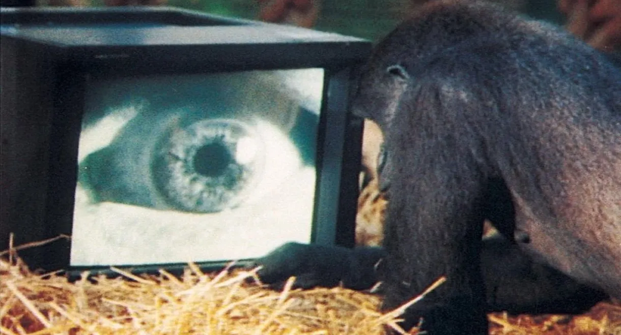 Roger Waters: Amused to Death