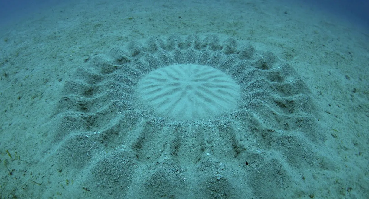 The Mystery of the Med Rings