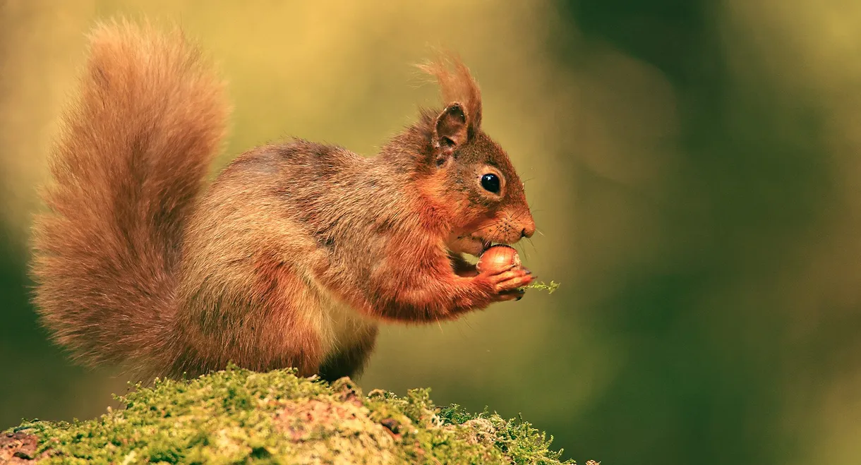 Cumbrian Red: Saving Our Red Squirrels