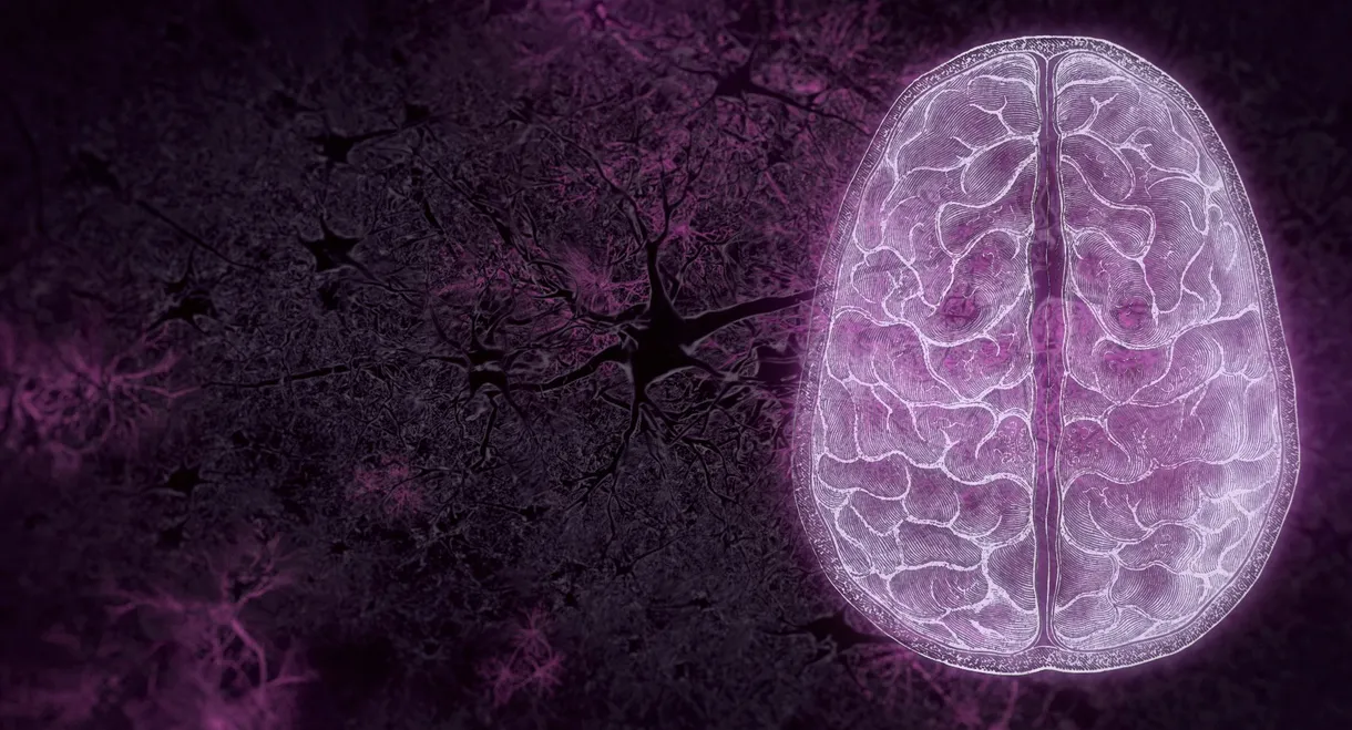 Your Brain