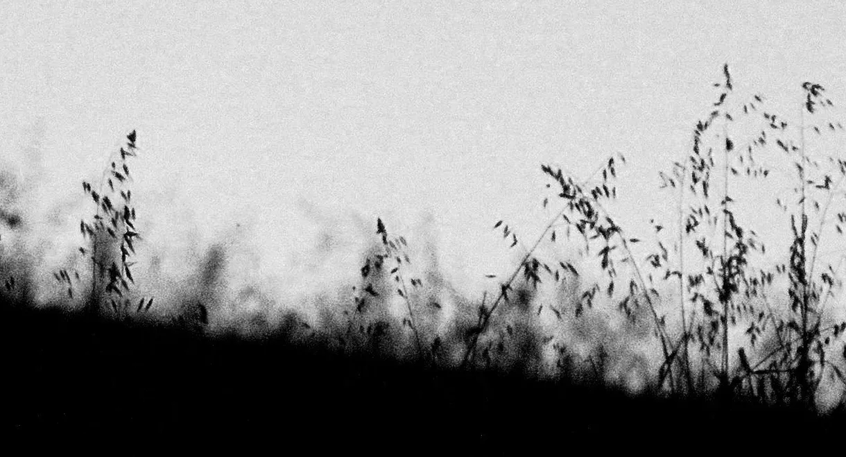 MIRTILLO - numerus I